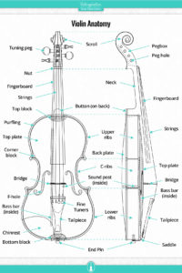 Violin Anatomy