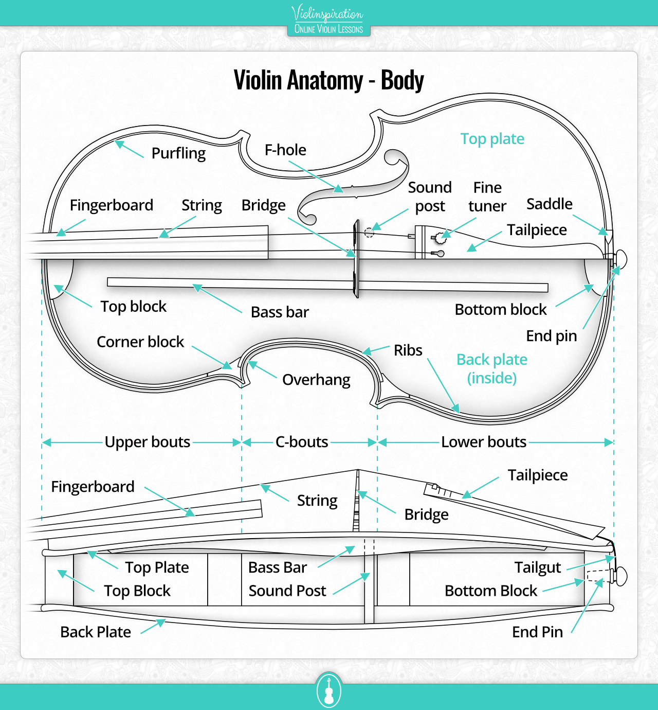 Violin Anatomy - Body