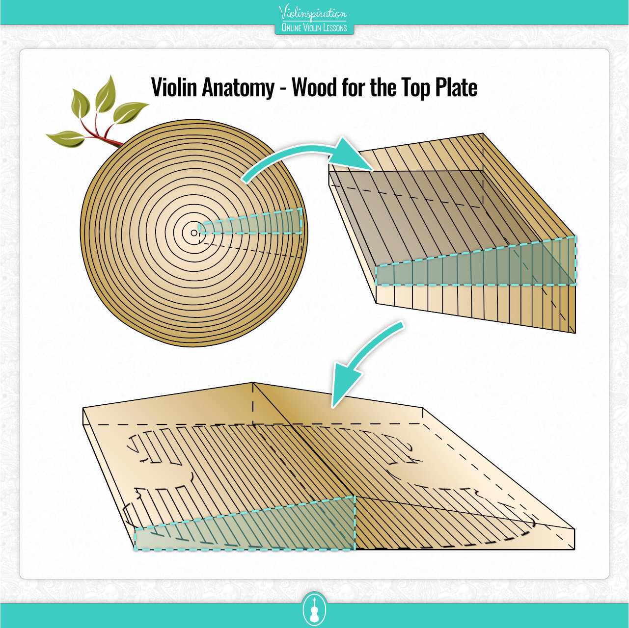 Violin Anatomy - Wood for the Top Plate